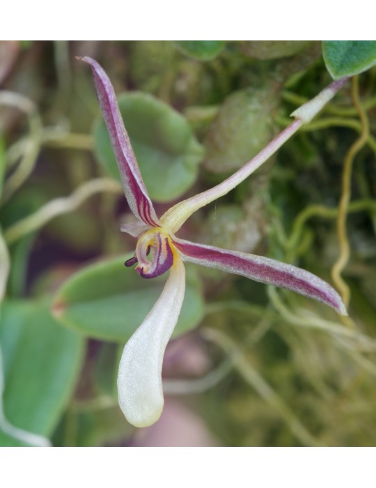Hapalochilus alkmaarense sur plaque