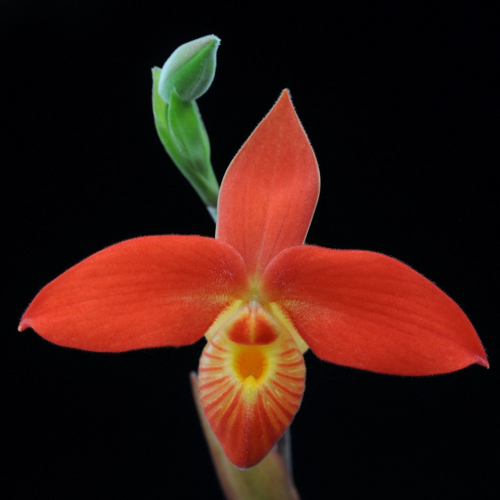 Phragmipedium besseae