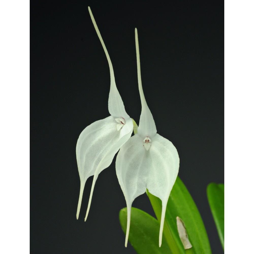 Masdevallia tovarensis en sphaigne