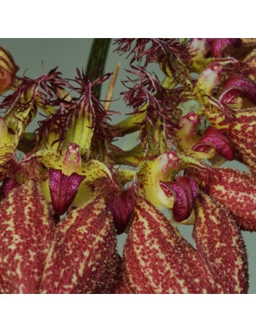 Bulbophyllum rothschildianum