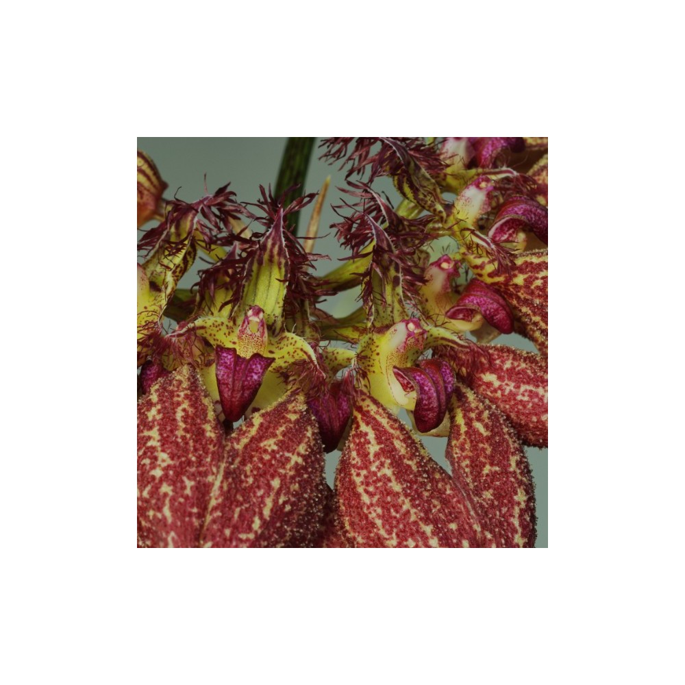 Bulbophyllum rothschildianum