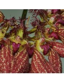 Bulbophyllum rothschildianum