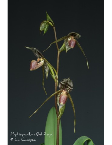 Paphiopedilum Seeher Atian Royal