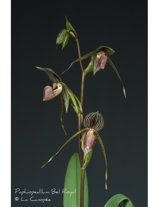 Paphiopedilum Seeher Atian Royal Paphiopedilum Seeher Atian Royal