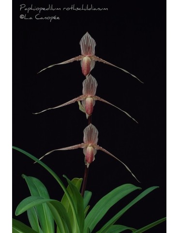 Paphiopedilum Seeher Atian Royal 2