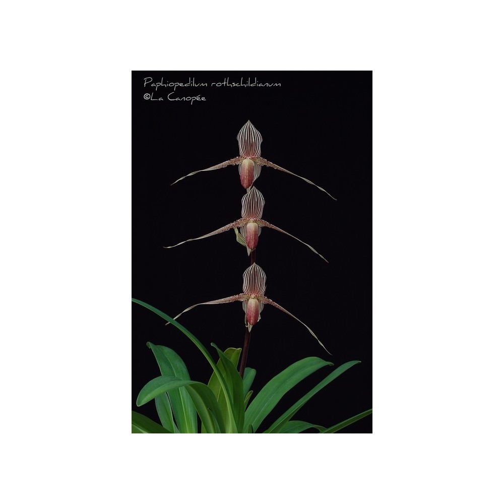 Paphiopedilum Seeher Atian Royal