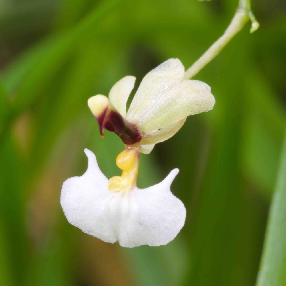 Ornithophora radicans