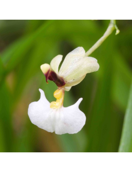 Ornithophora radicans