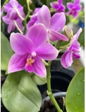 Phalaenopsis Love Potion