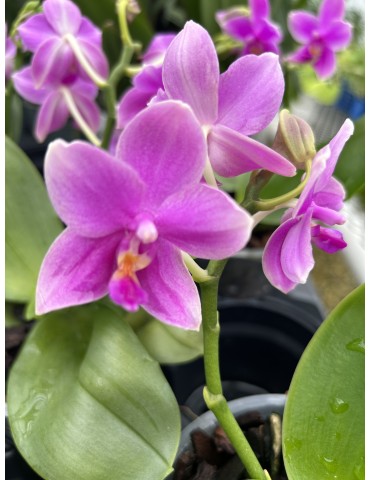 Phalaenopsis Love Potion