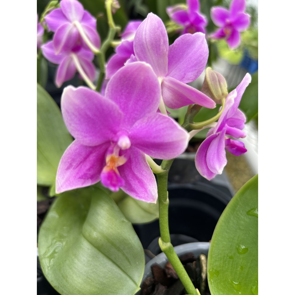 Phalaenopsis Love Potion