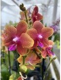 Phalaenopsis Bolgheri