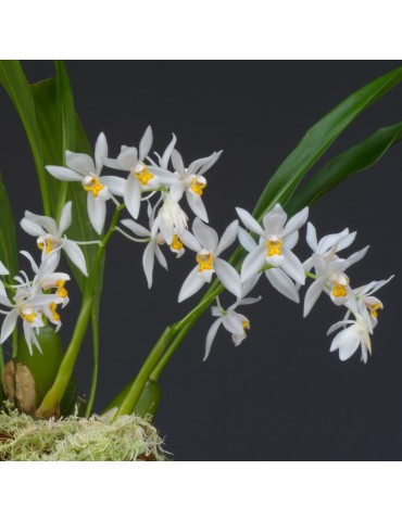 Coelogyne nitida 2