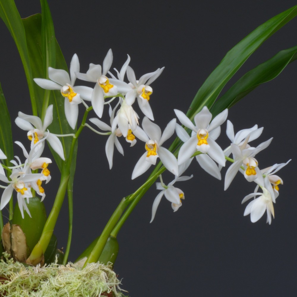 Coelogyne nitida