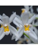 Coelogyne nitida