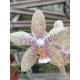 Phalaenopsis Artisto Craft