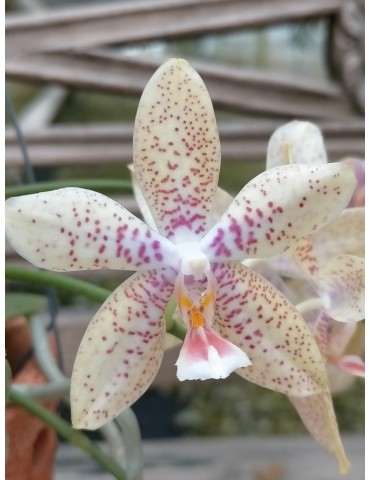 Phalaenopsis Artisto Craft 2