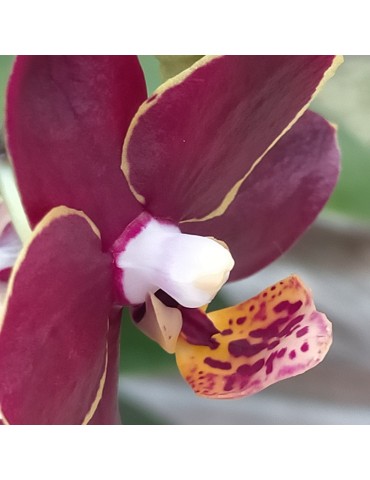 Phalaenopsis Artisto Punk 2