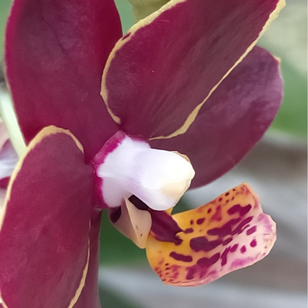 Phalaenopsis Artisto Punk