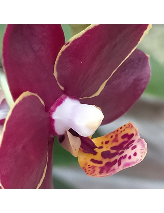 Phalaenopsis Artisto Punk