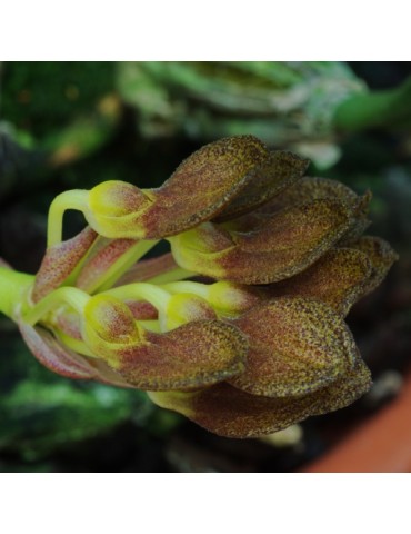 Bulbophyllum spathulatum sur plaque