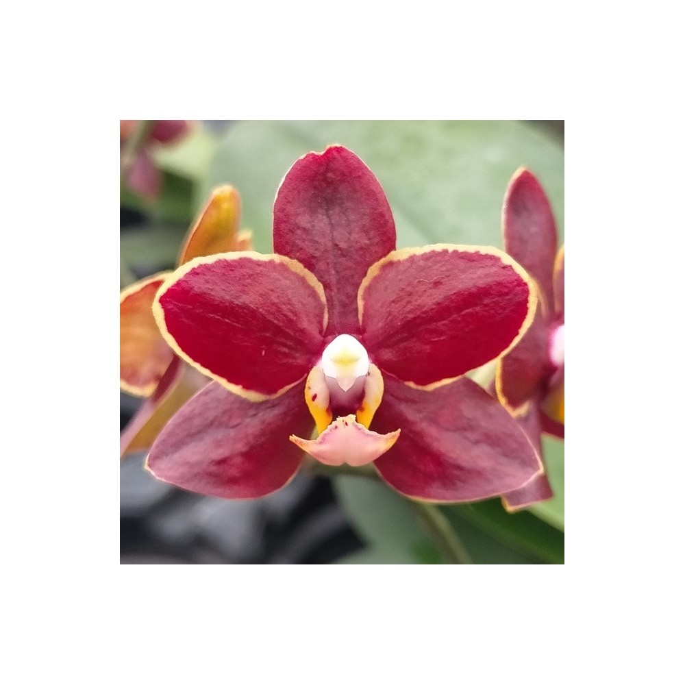 Phalaenopsis Artisto Punk