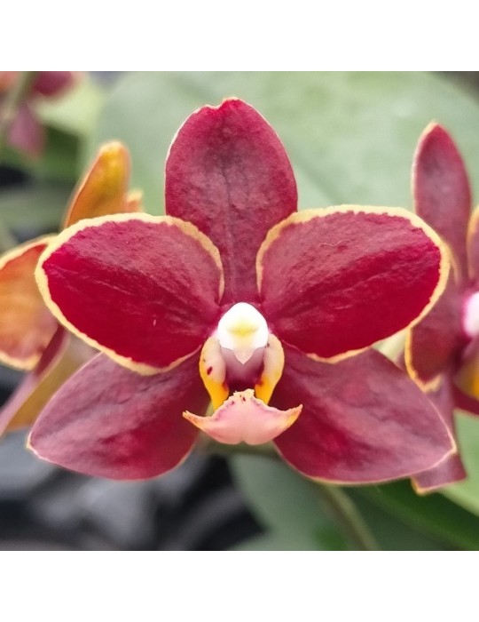 Phalaenopsis Artisto Punk