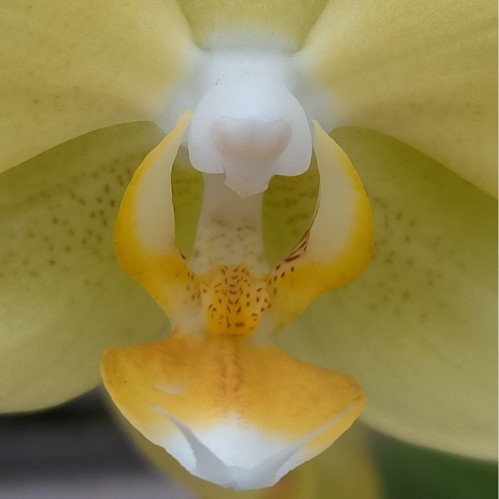 Phalaenopsis Colombia