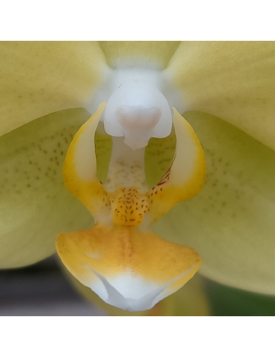 Phalaenopsis Colombia