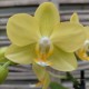 Phalaenopsis Colombia