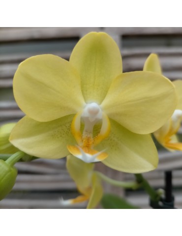 Phalaenopsis Colombia