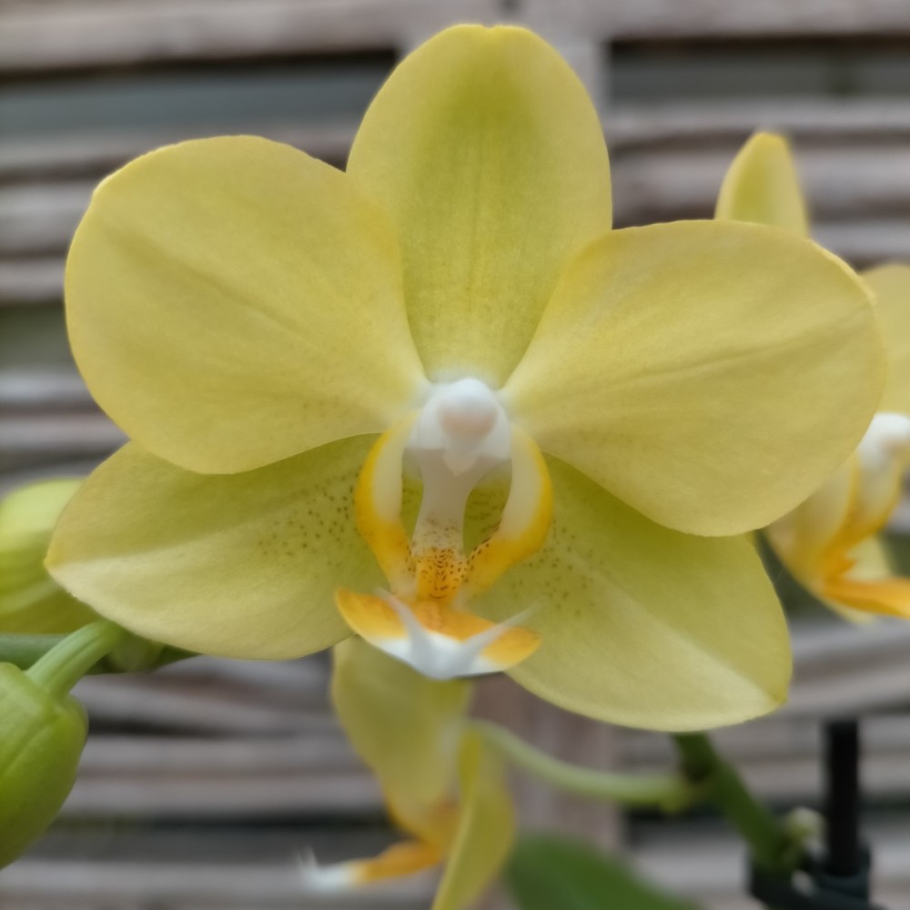 Phalaenopsis Colombia