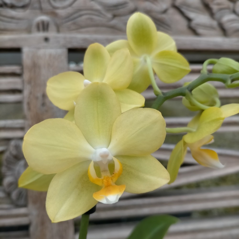 Phalaenopsis Colombia