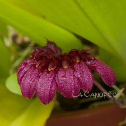 Bulbophyllum corolliferum racines nues