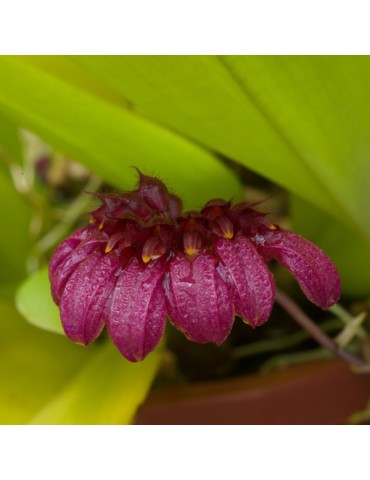 Bulbophyllum corolliferum