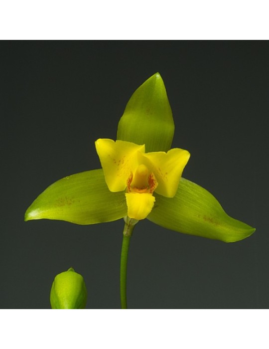 Lycaste Liane Lycaste Liane