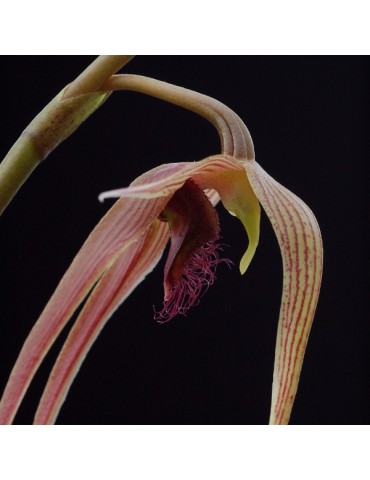 Bulbophyllum sulawesii en sphaigne