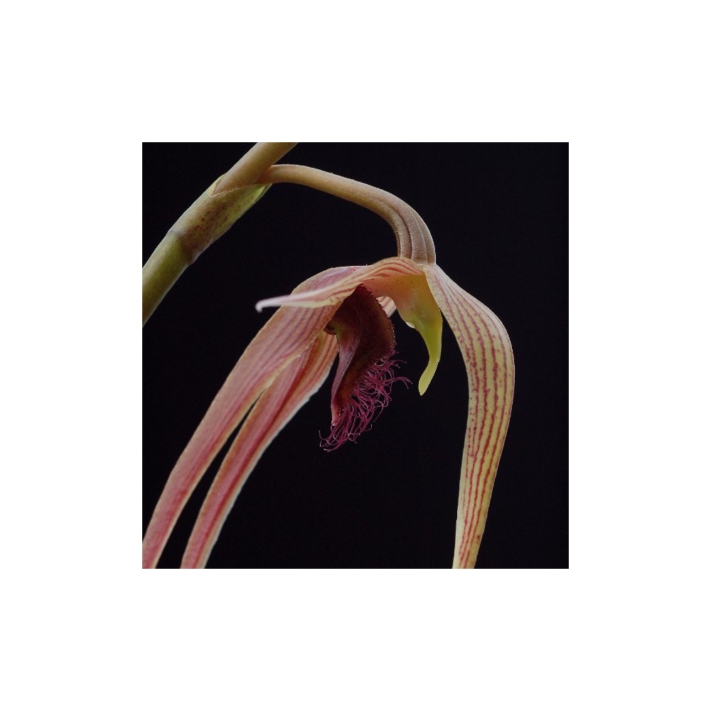 Bulbophyllum sulawesii