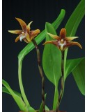 Maxillaria striata