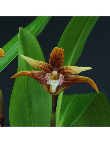 Maxillaria striata en sphaigne