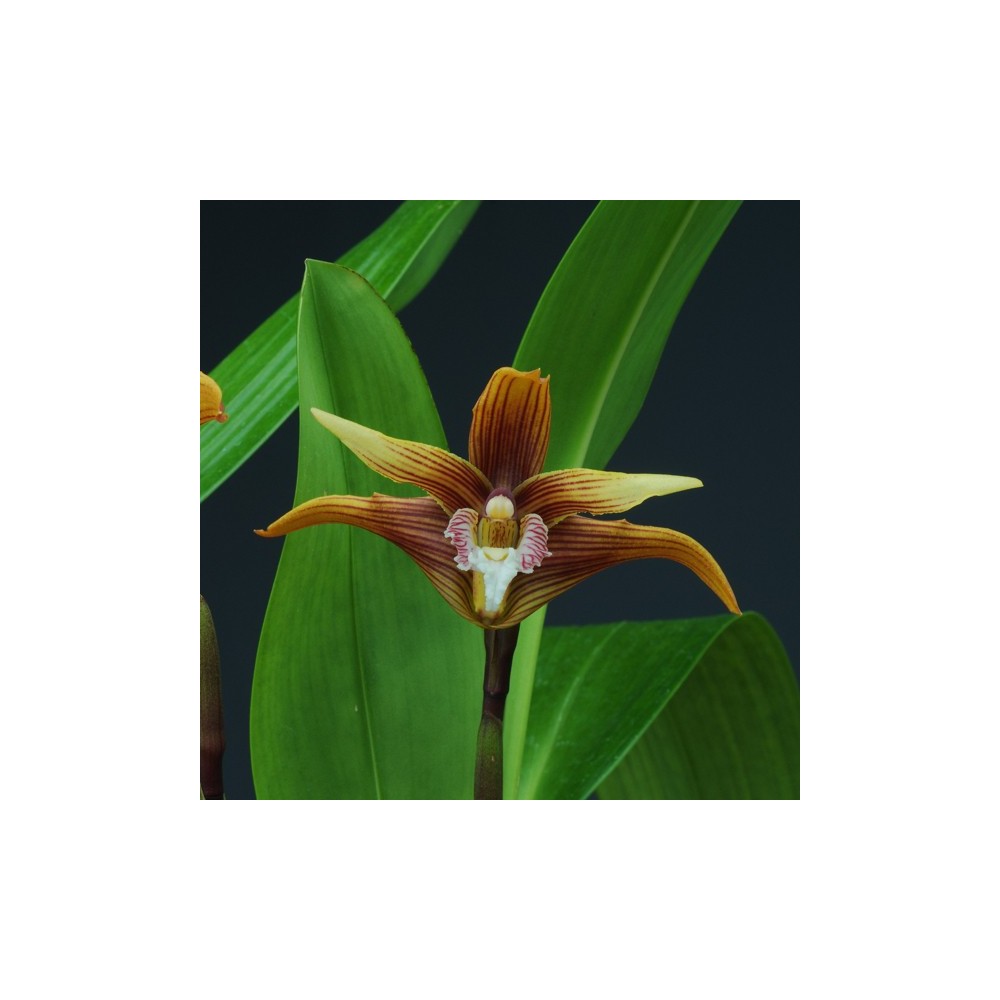 Maxillaria striata