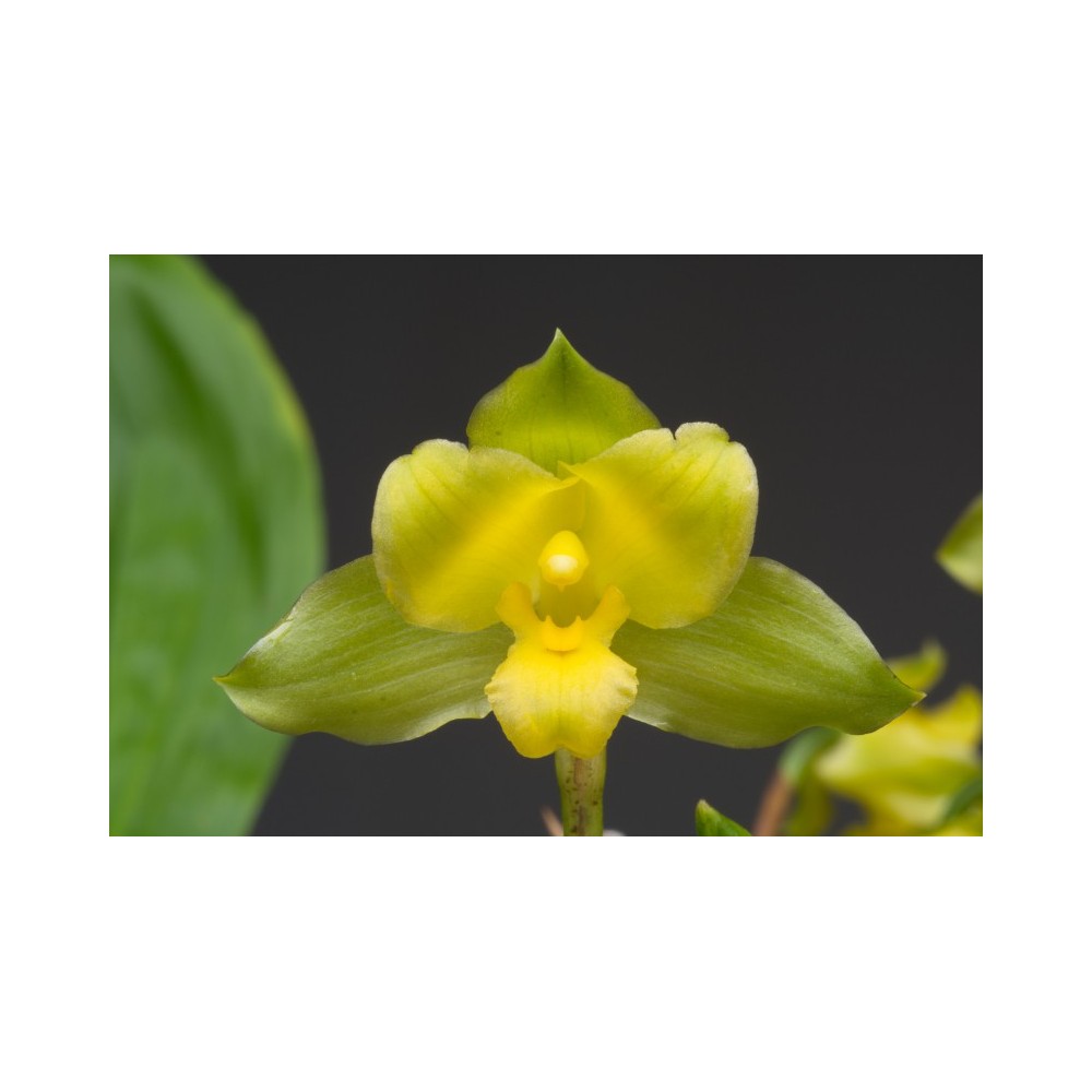 Lycaste campbellii