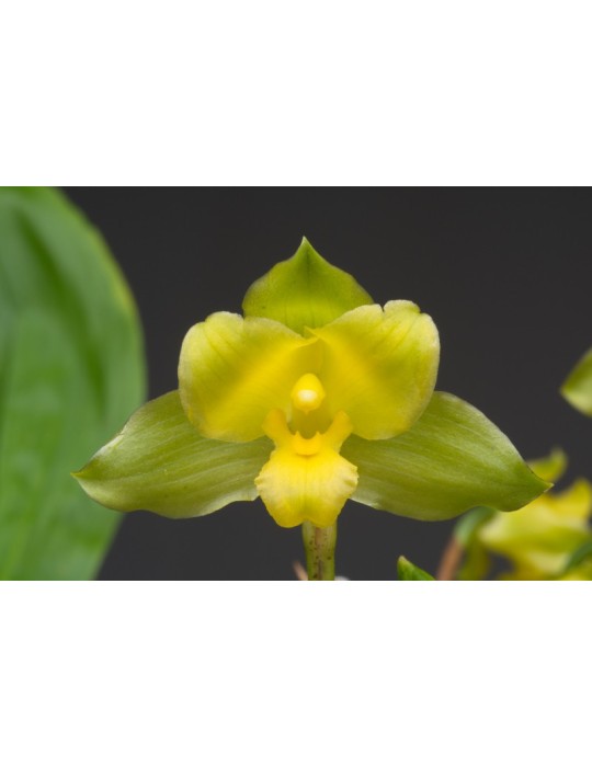 Lycaste campbellii