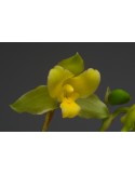 Lycaste campbellii