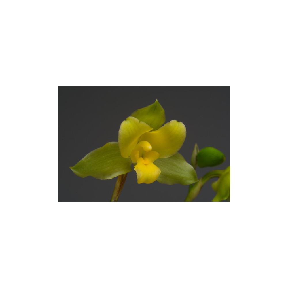 Lycaste campbellii