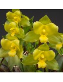 Lycaste campbellii