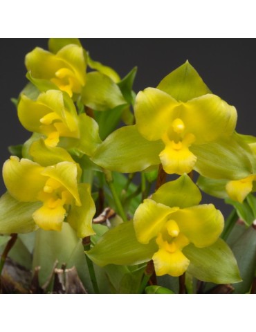 Lycaste campbellii en sphaigne