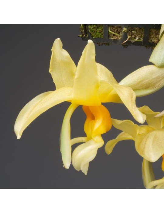 Stanhopea shuttleworthii