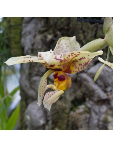 Stanhopea shuttleworthii en sphaigne