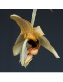 Stanhopea nigripes